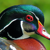 miyo's avatar