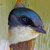 miyo's avatar